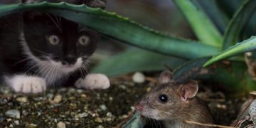 Először bizonyították, hogy érzelmeket fejez ki az egerek „arca”