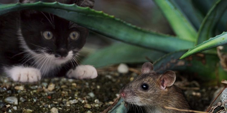 Először bizonyították, hogy érzelmeket fejez ki az egerek „arca”