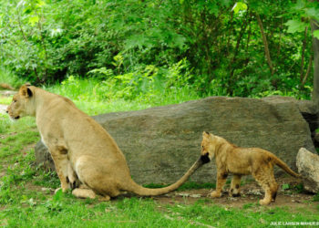 Több tigris megfertőződött New York egyik állatkertjében