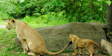Több tigris megfertőződött New York egyik állatkertjében