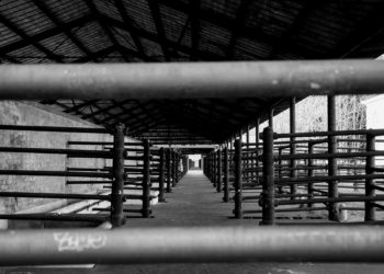 Sokan aggódnak az élelmiszerellátásért – bezárnak a vágóhidak, húsfeldolgozók az Egyesült Államokban.