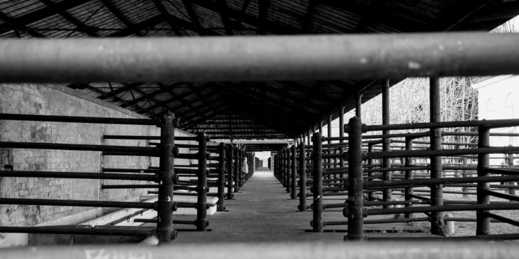 Sokan aggódnak az élelmiszerellátásért – bezárnak a vágóhidak, húsfeldolgozók az Egyesült Államokban.