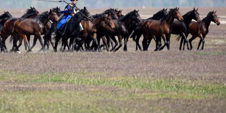 A renyhe ménes idei első kihajtása Hortobágyon.  – Gyönyörű fényképekkel és videóval
