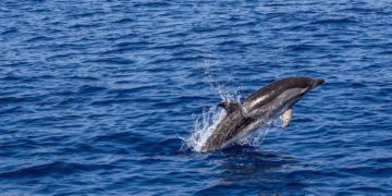 A Boszporusz tengerszorost visszahódították a delfinek