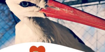 A budapesti állatkert működése zavartalan, százmillió forint a kieső bevétel