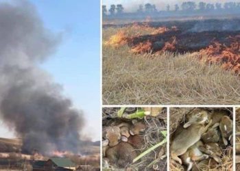 A csernobili zónában ismét kiújultak a tüzek, már Kijev levegője is veszélyessé vált a füst miatt