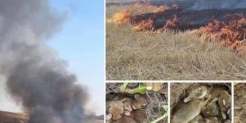 A csernobili zónában ismét kiújultak a tüzek, már Kijev levegője is veszélyessé vált a füst miatt