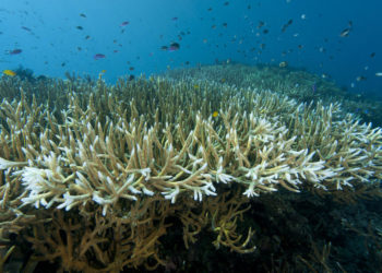 Az ausztrál Nagy-korallzátonyt az eddigi legnagyobb kiterjedésű korallfehéredés sújtja