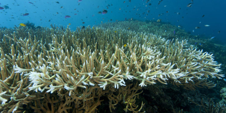 Az ausztrál Nagy-korallzátonyt az eddigi legnagyobb kiterjedésű korallfehéredés sújtja