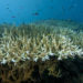 Az ausztrál Nagy-korallzátonyt az eddigi legnagyobb kiterjedésű korallfehéredés sújtja