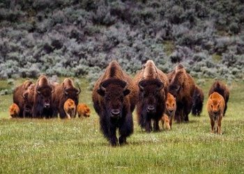 Ritkítja bölényállományát több száz egyeddel a Yellowstone Nemzeti Park