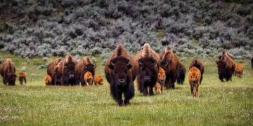 Ritkítja bölényállományát több száz egyeddel a Yellowstone Nemzeti Park