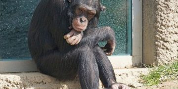 Az emberhez hasonló módon öregszenek a csimpánzok