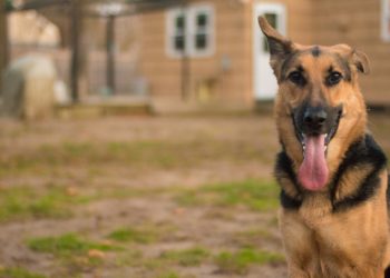 Feltérképezték a német juhászkutya teljes genomját