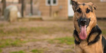 Feltérképezték a német juhászkutya teljes genomját