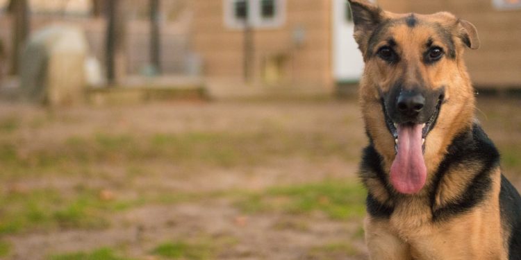 Feltérképezték a német juhászkutya teljes genomját