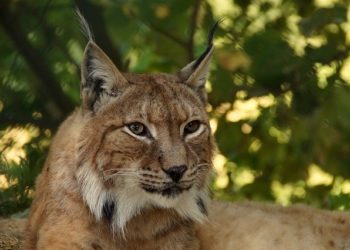 Újabb hiúzt engedtek szabadon Szlovéniában