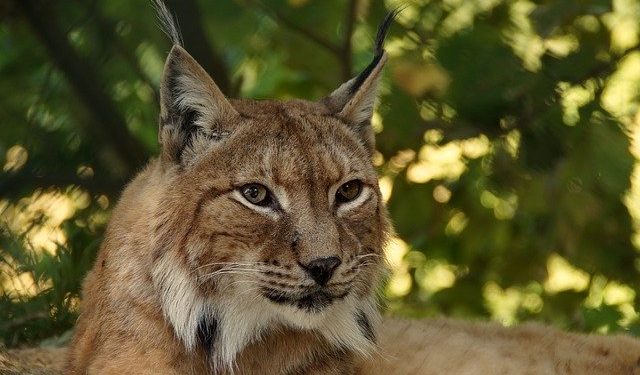 Újabb hiúzt engedtek szabadon Szlovéniában