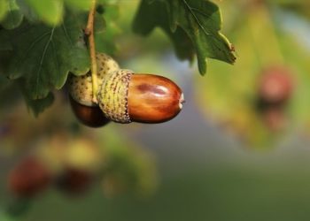 Tízezer fából álló emlékerdőt telepít az Ipoly Erdő Zrt.
