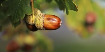 Tízezer fából álló emlékerdőt telepít az Ipoly Erdő Zrt.