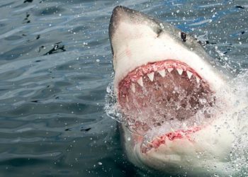 23 éves természetvédelmi dolgozót gyilkolt meg a cápa