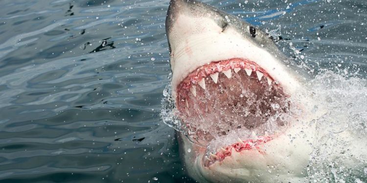 23 éves természetvédelmi dolgozót gyilkolt meg a cápa