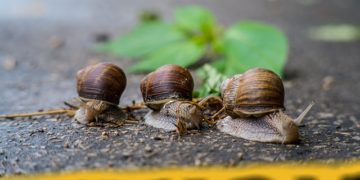 Célverseny és edzőverseny