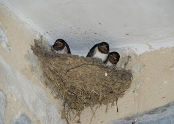 A fecskéket szárazság alatt sárgyűjtőhelyek kialakításával segíthetjük