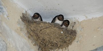 A fecskéket szárazság alatt sárgyűjtőhelyek kialakításával segíthetjük