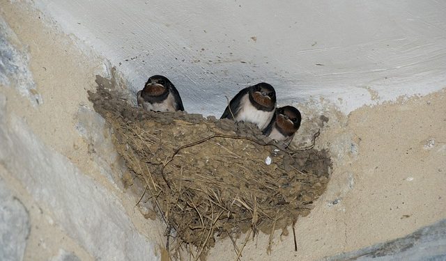 A fecskéket szárazság alatt sárgyűjtőhelyek kialakításával segíthetjük