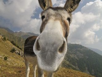 a kép forrása: pixabay.com