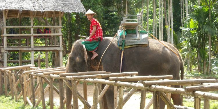 Éhezés fenyegeti a thaiföldi elefántokat a turizmus összeomlása miatt