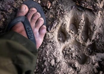 Nepálban a járvány idején fokozódott az orvvadászat