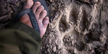 Nepálban a járvány idején fokozódott az orvvadászat