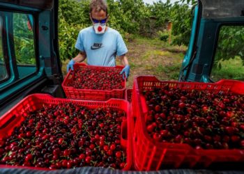 Lehetővé válik a külföldi idénymunkások foglalkoztatása a mezőgazdaságban