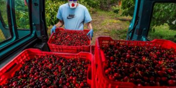 Lehetővé válik a külföldi idénymunkások foglalkoztatása a mezőgazdaságban