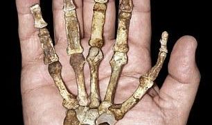 A modern ember elődje eszközhasználatra és fára mászásra is használta kezét