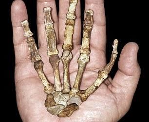 A modern ember elődje eszközhasználatra és fára mászásra is használta kezét