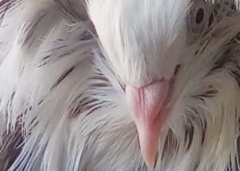 225 éve végezték ki a magyar jakobinusokat