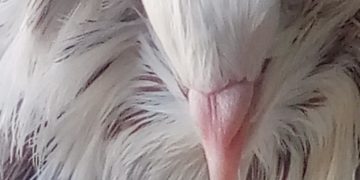 225 éve végezték ki a magyar jakobinusokat