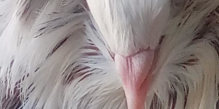 225 éve végezték ki a magyar jakobinusokat