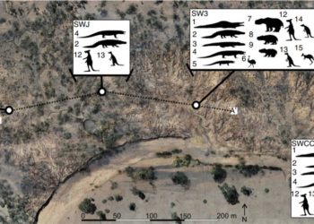 40 ezer éve Ausztráliába óriáskenguruk és krokodilok haltak ki