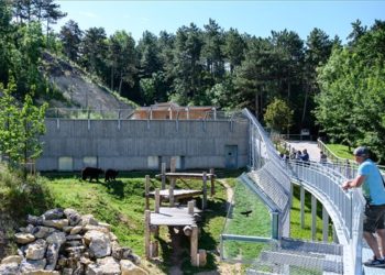 A Veszprémi Állatkertben  új medvekifutót és -házat adtak át