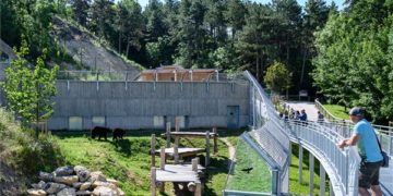 A Veszprémi Állatkertben  új medvekifutót és -házat adtak át