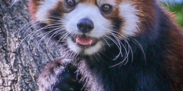 Tíz nepáli vörös panda nyomkövető gallért kapott egy tudományos kutatáshoz