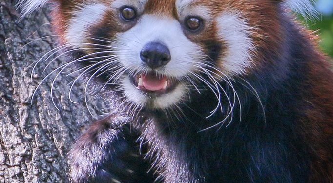 Tíz nepáli vörös panda nyomkövető gallért kapott egy tudományos kutatáshoz