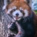 Tíz nepáli vörös panda nyomkövető gallért kapott egy tudományos kutatáshoz