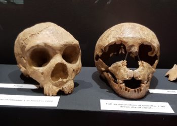 Genetikai sokszínűségének hiánya okozhatta a neandervölgyi ember kihalását