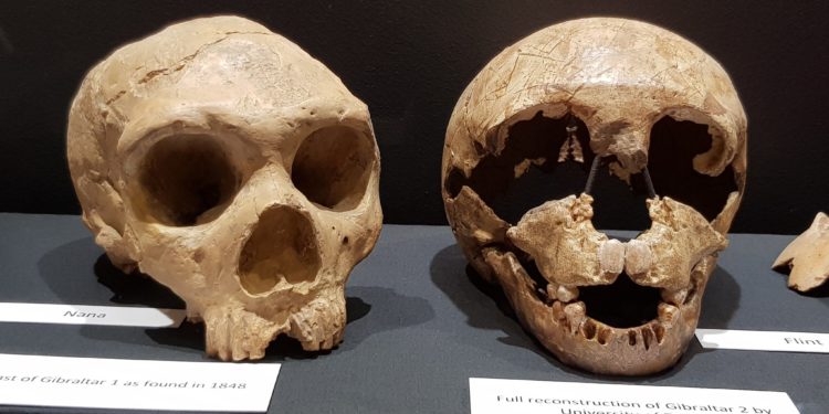 Genetikai sokszínűségének hiánya okozhatta a neandervölgyi ember kihalását