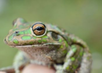 Ausztrália biológiai sokféleségére egy falánk békafaj jelent fenyegetést